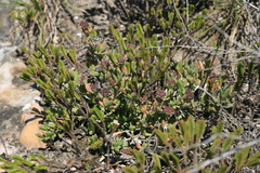 Ruschia cymbifolia