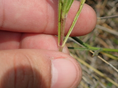 Ruellia trachyphylla