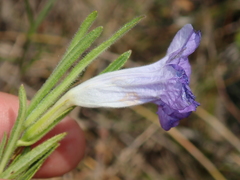 Ruellia trachyphylla