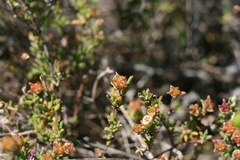 Drosanthemum intermedium