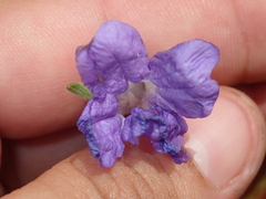 Ruellia trachyphylla