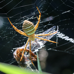 Argiope magnifica