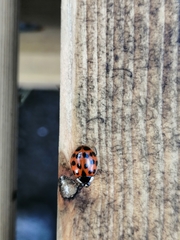 Harmonia axyridis