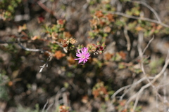 Drosanthemum intermedium