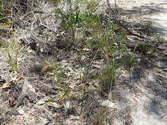 Zieria laxiflora