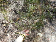 Zieria laxiflora