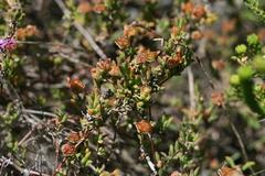 Drosanthemum intermedium