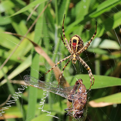 Argiope magnifica