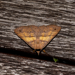 Ophyx eurrhoa