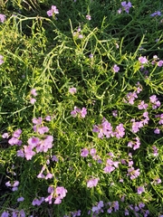 Cakile maritima baltica