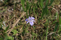 Moraea australis