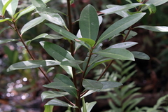 Gordonia lasianthus
