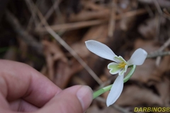 Galanthus reginae-olgae