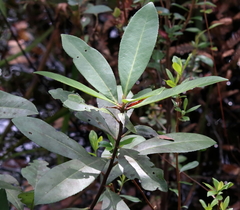 Gordonia lasianthus