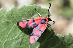 Zygaena manlia