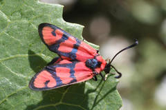 Zygaena manlia