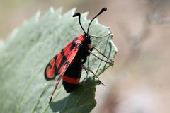 Zygaena manlia