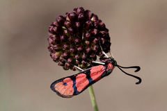 Zygaena manlia