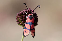 Zygaena manlia