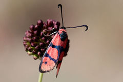 Zygaena manlia