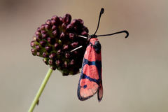 Zygaena manlia