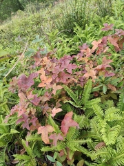 Liquidambar formosana
