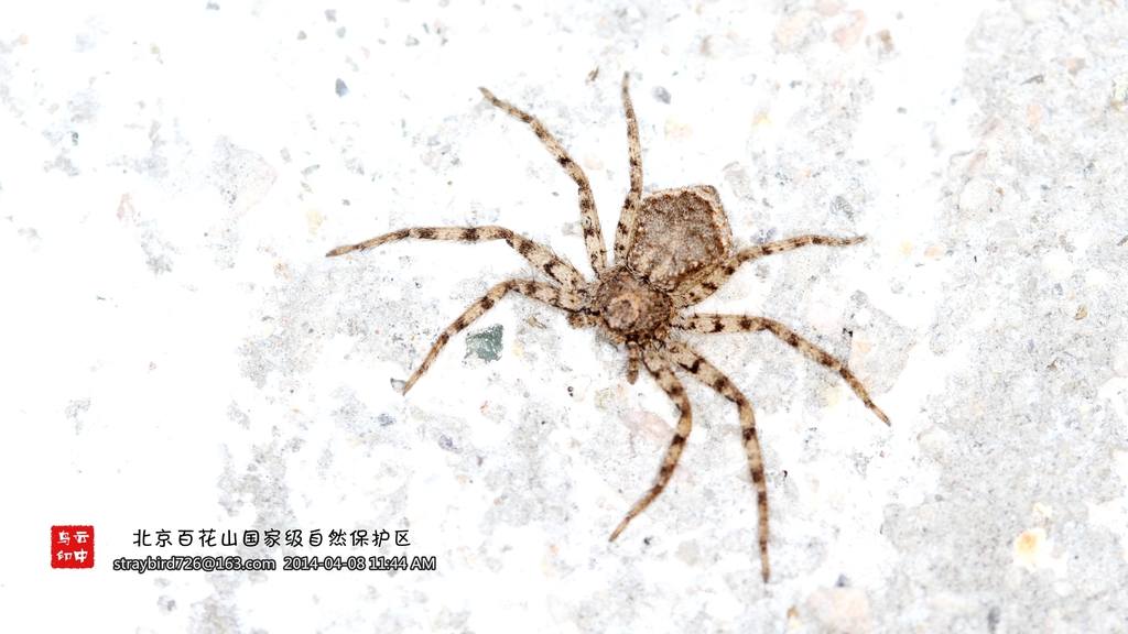Philodromus spinitarsis