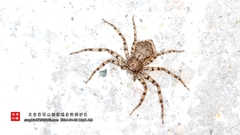 Philodromus spinitarsis