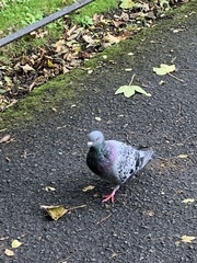 Columba livia domestica