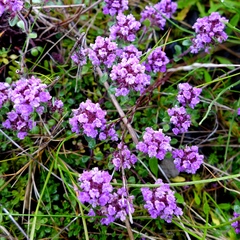 Thymus praecox britannicus