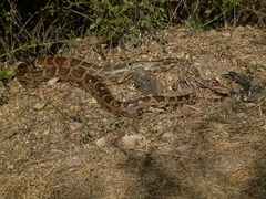 Indian Rock Python photo 5