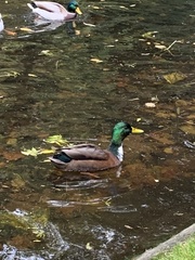 Anas platyrhynchos domesticus