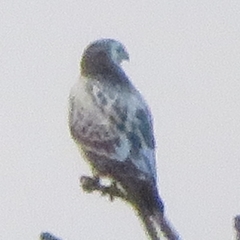 Buteo buteo buteo