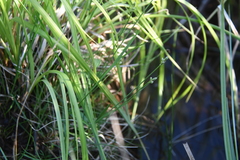 Carex tenuiflora