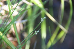 Carex tenuiflora