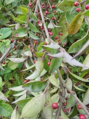 Ilex pubescens