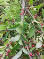 Ilex pubescens