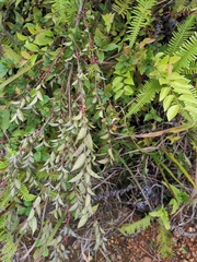 Ilex pubescens