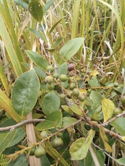 Vaccinium bracteatum