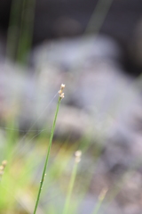 Carex tenuiflora