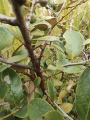 Vaccinium bracteatum