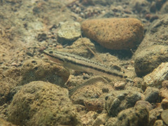 Stiphodon