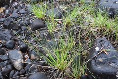 Carex tenuiflora
