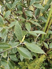 Vaccinium bracteatum