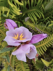 Osbeckia chinensis