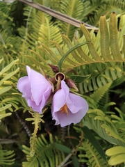 Osbeckia chinensis