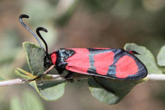Zygaena cuvieri