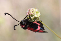 Zygaena cuvieri
