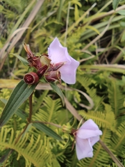 Osbeckia chinensis