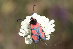 Zygaena cuvieri